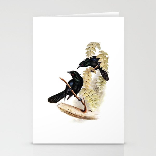 Vintage Trumpet Manucode Crow Shrike Bird Illustration Stationery Cards