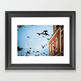 Birds in flight Framed Art Print