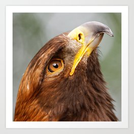 Golden Eagle | Sky Gazer | Eagle | Bird | Raptor | Wildlife Art Print