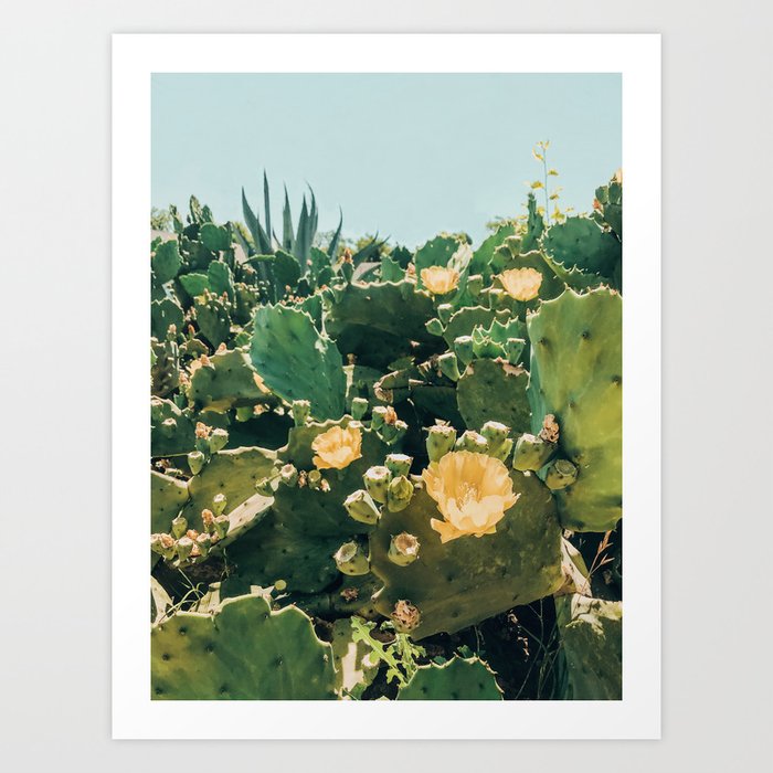 A Field of Prickly Pear Cactus Art Print