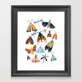 Moth Species Framed Art Print