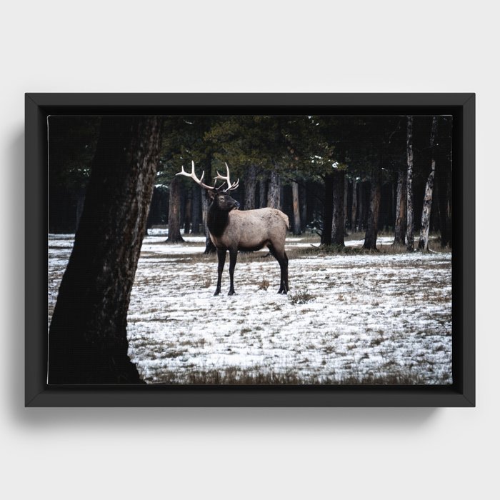 Bull Elk #3 in the Candian Rocky Mountains Framed Canvas