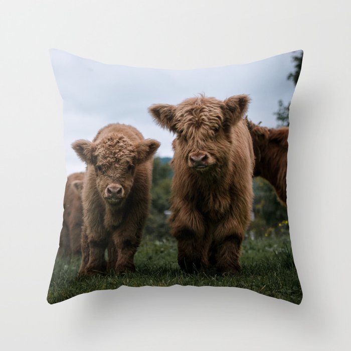 Scottish Highland Cattle Calves - Babies playing II Throw Pillow