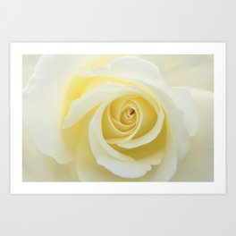 Beautiful Yellow Rose Art Print