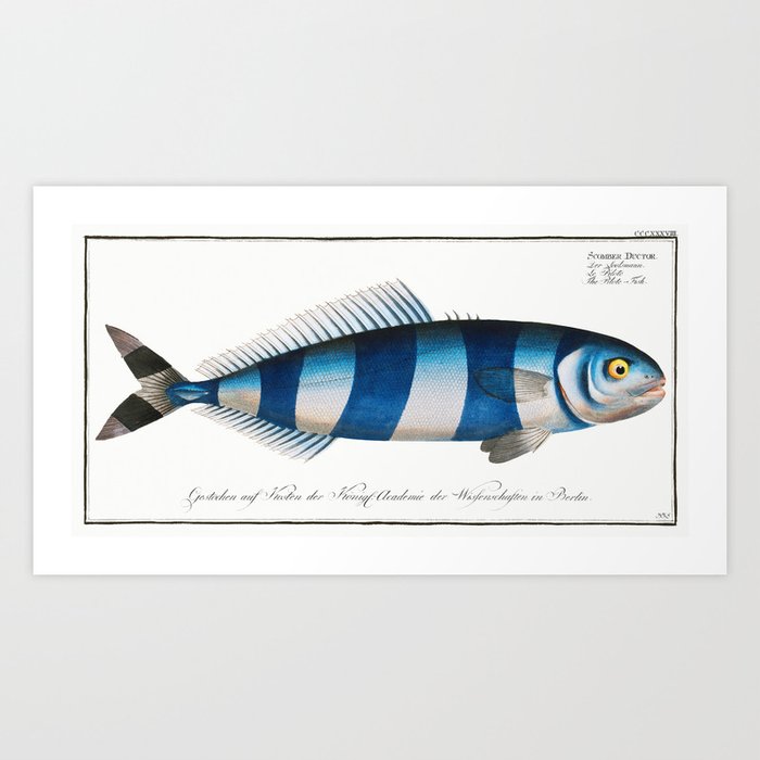 Pilot Fish (Scomber Ductor) from Ichtylogie, ou Histoire naturelle fish identification chart by Marcus Elieser Bloch.  Art Print