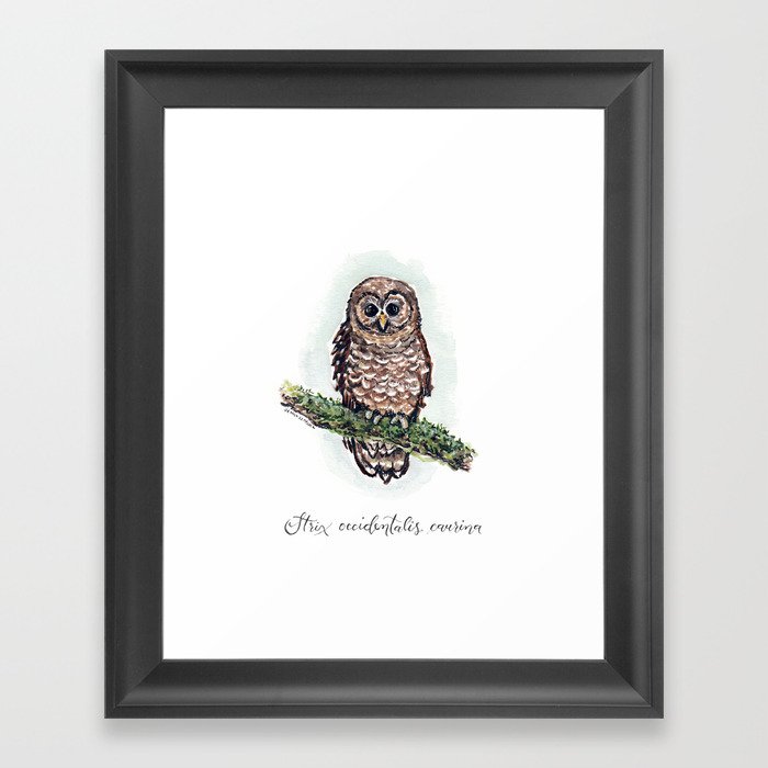 Northern Spotted Owl Illustration Framed Art Print
