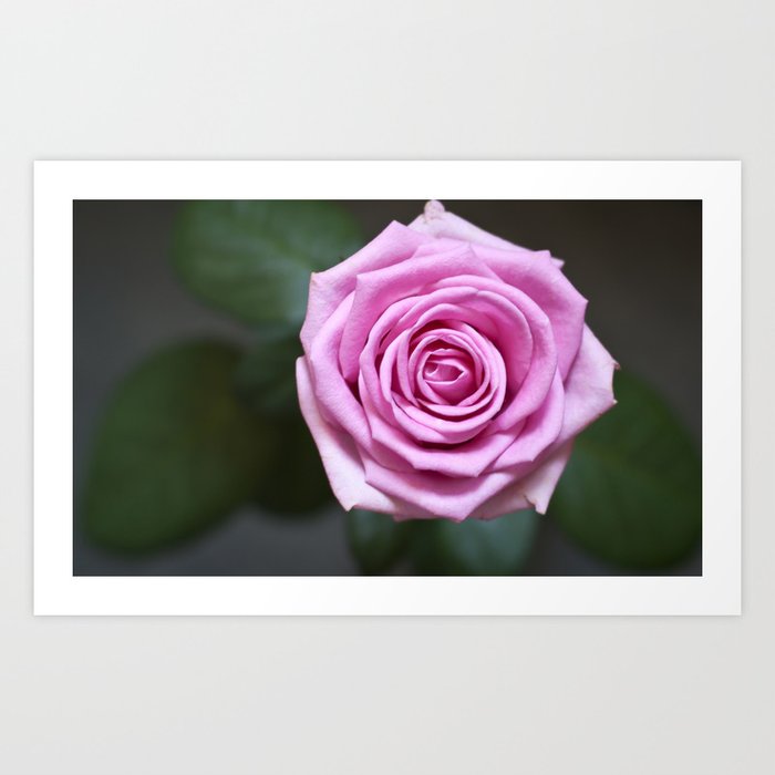 delicate rose Art Print