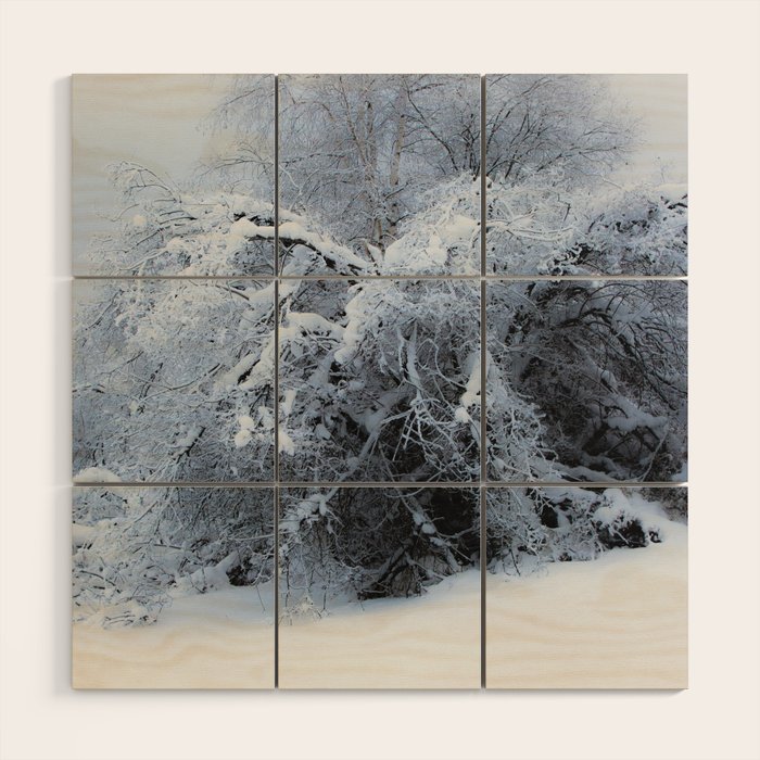Snow Covered Branches Winter Cold At Creamers Field Fairbanks Alaska Wood Wall Art By Mattmoberlyart