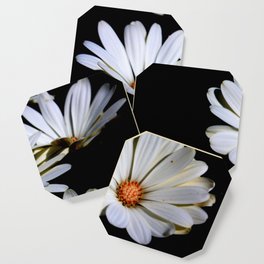 White African Daisies Isolated on Black Coaster