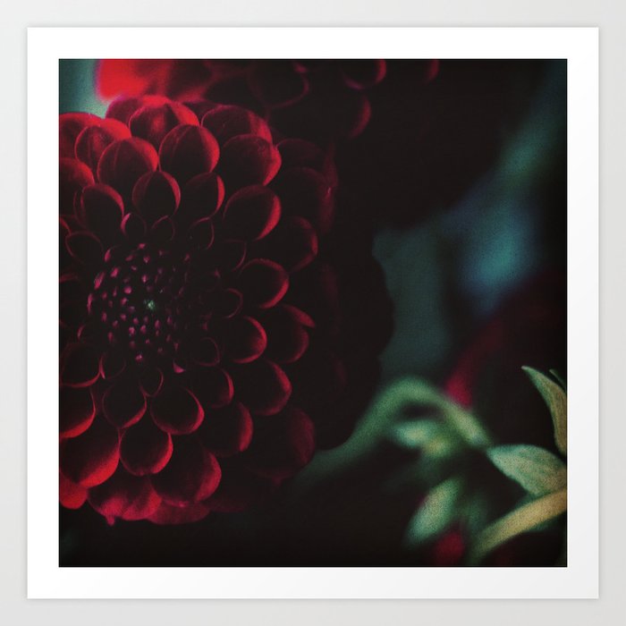 Red Dahlia flower photography Art Print