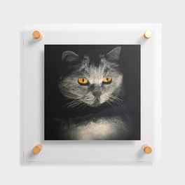 Black Cat Floating Acrylic Print