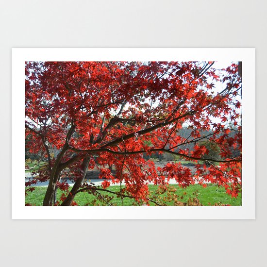 Japanese Maple Art Print