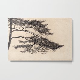 Pine Tree Branch Metal Print