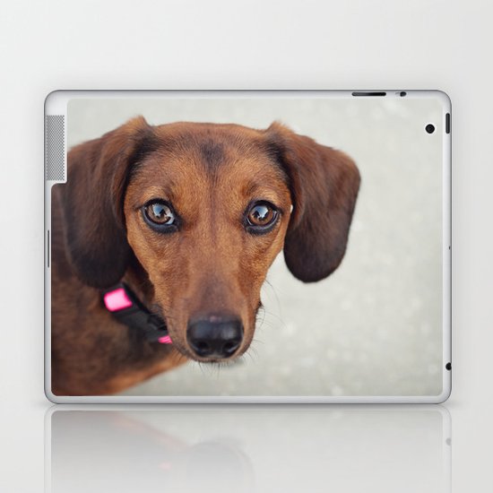 Doxie Dares You Laptop & iPad Skin