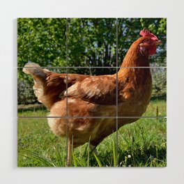 Tina the hen on a grass field on a spring bright day Wood Wall Art
