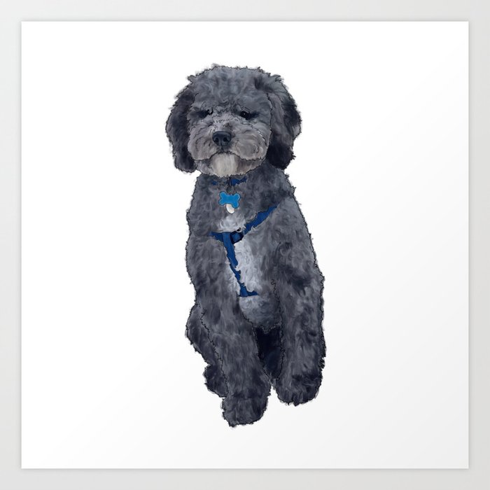 Golden doodle grey hotsell