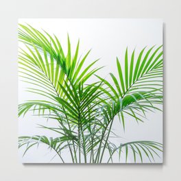 Little palm tree Metal Print