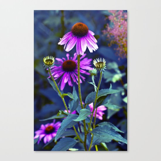 Purple Coneflowers Canvas Print