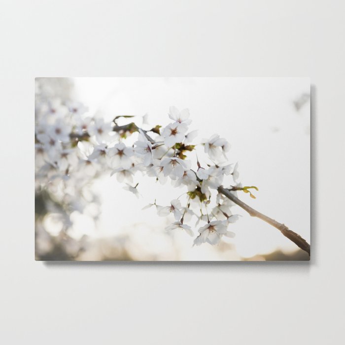 Cherry Tree Blossoms Metal Print