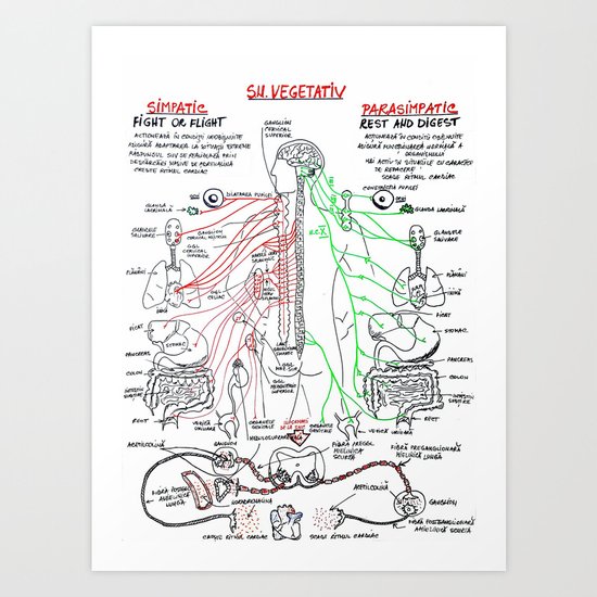 Sistemul Nervos Vegetativ Art Print By Med101 Society6