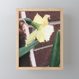 Daffodil Against Brick Framed Mini Art Print