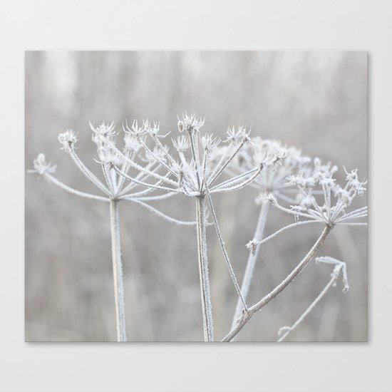 cow parsley plant with hoarfrost in winter Canvas Print