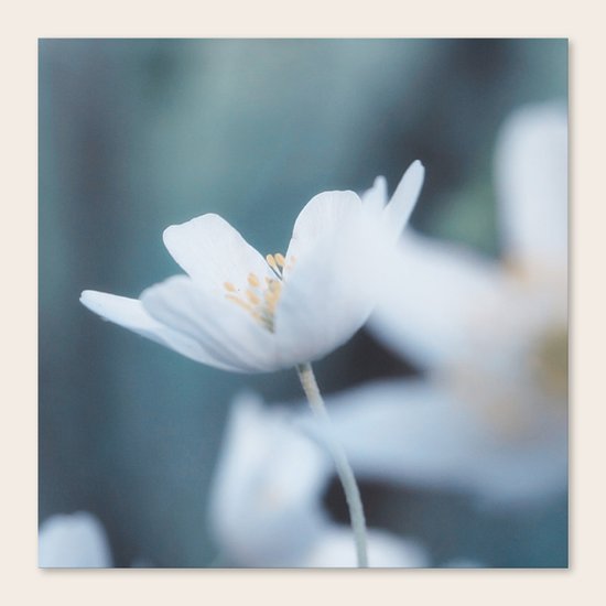 Windflower Canvas Print