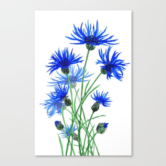 blue cornflower Canvas Print