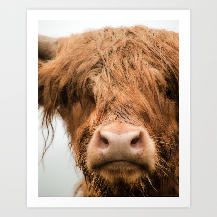 Highland Cow, Bad Hair Day Art Print
