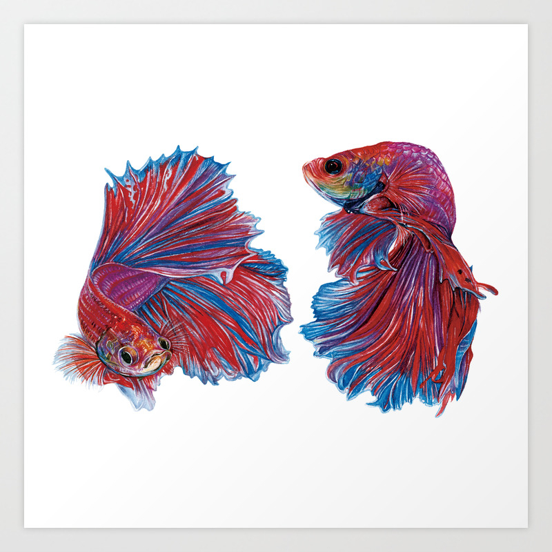 Ocean Theme Red Blue Betta Fish Watercolor Painting Art Print By