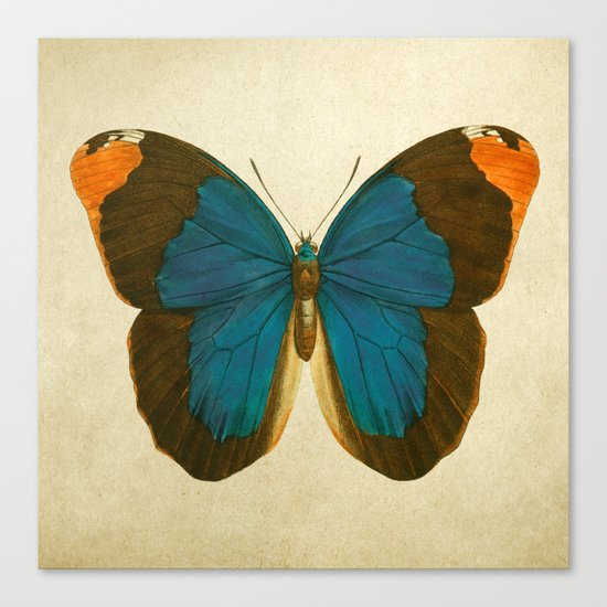 Lepidoptera # 1 Canvas Print