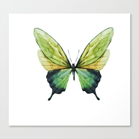 Butterfly 01 Canvas Print