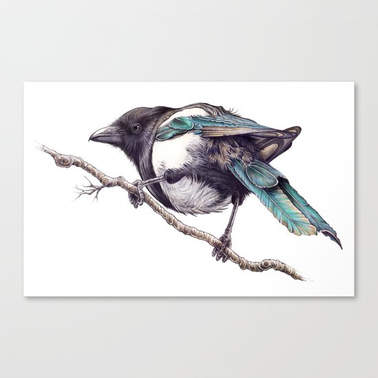 Juvenile Magpie 02 Canvas Print