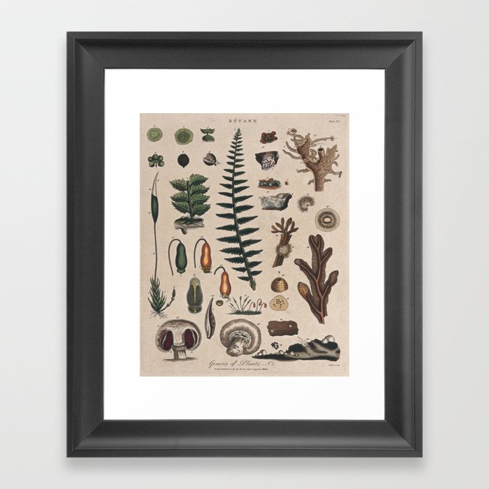 Botany Chart Framed Art Print