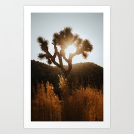 Joshua Tree landscape Travel photography USA | National Parks of America sunset warm tones |  Framed Art Print Art Print