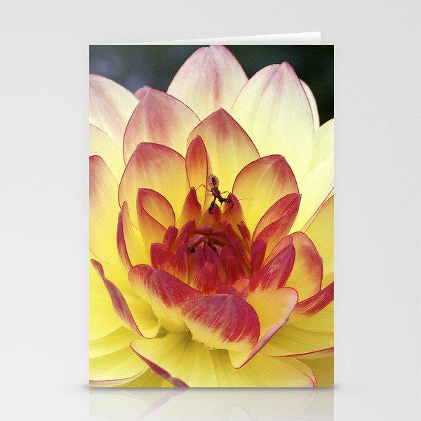 Red and Yellow Dahlia Stationery Cards