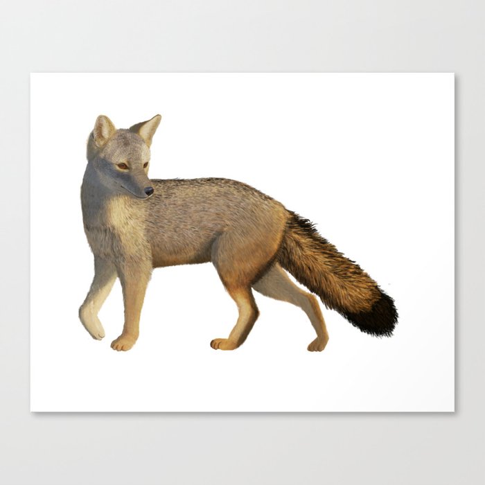 Culpeo fox Canvas Print