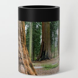 Sequoia Trees, McKinley Grove, California Can Cooler