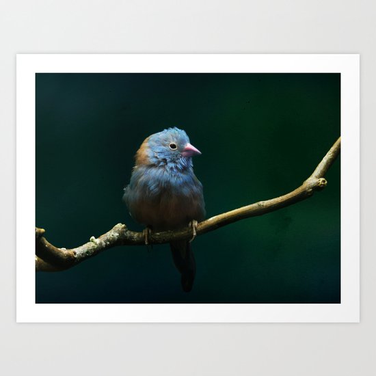 Cordon Bleu Canary Art Print