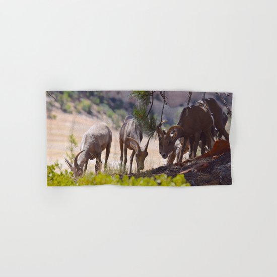 Desert Bighorn Sheep - Zion Hand & Bath Towel