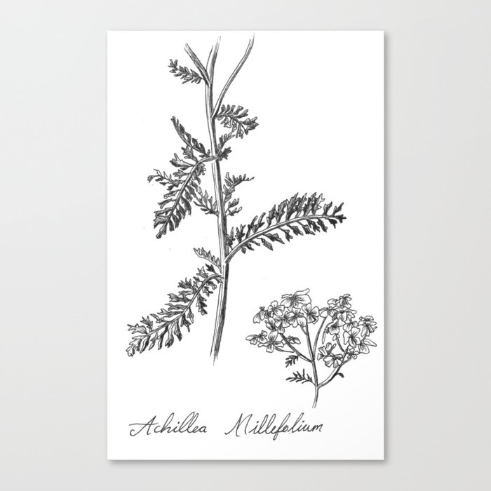 Yarrow Botanical Illustration Canvas Print by infinitesismall | Society6