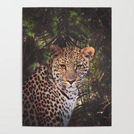 Leopard in the rain forest Poster