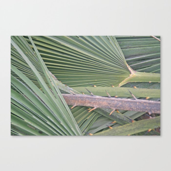 Palm leaves natural pattern Canvas Print