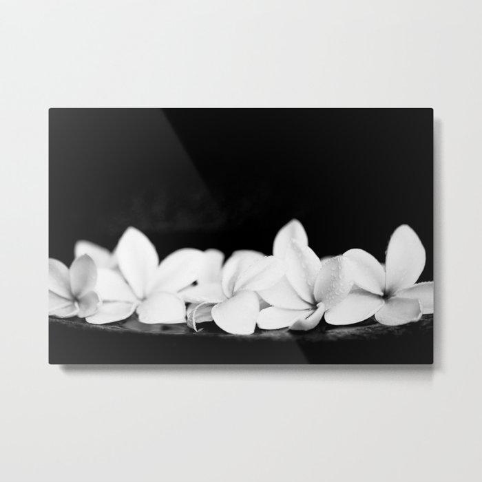 Singapore White Plumeria Flowers the Fragrance of Hawaii Metal Print