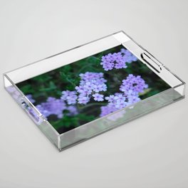 Little purple flowers on a spring day | Nature Photography | Fine Art Photo Print Acrylic Tray