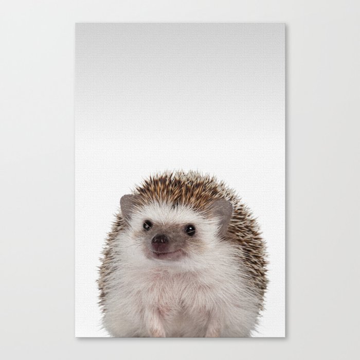 Hedgehog Portrait - Canvas Print