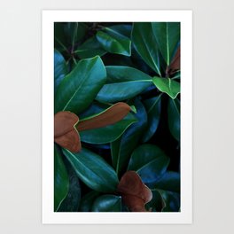 Magnolia Leaves Art Print