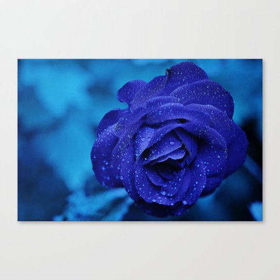 blue rose Canvas Print