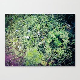 Forest plants green grass soil cover Canvas Print