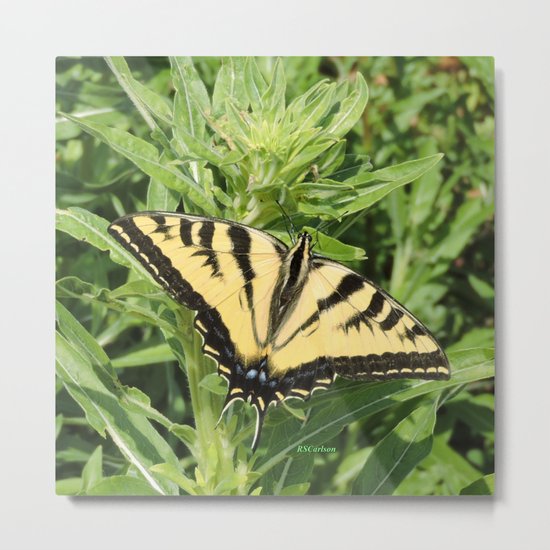 Swallowtail at Rest on Greenery Metal Print